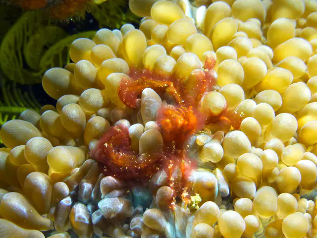 Underwater photograph by Joel Bergsma