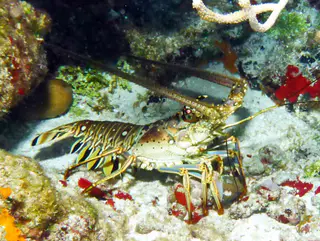 Underwater photograph by Joel Bergsma
