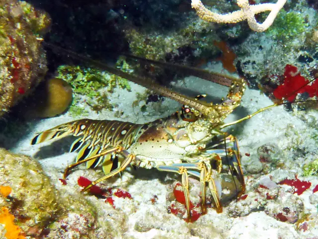 Underwater photograph by Joel Bergsma