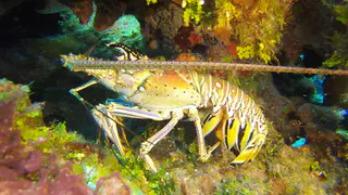 Lobster with eggs