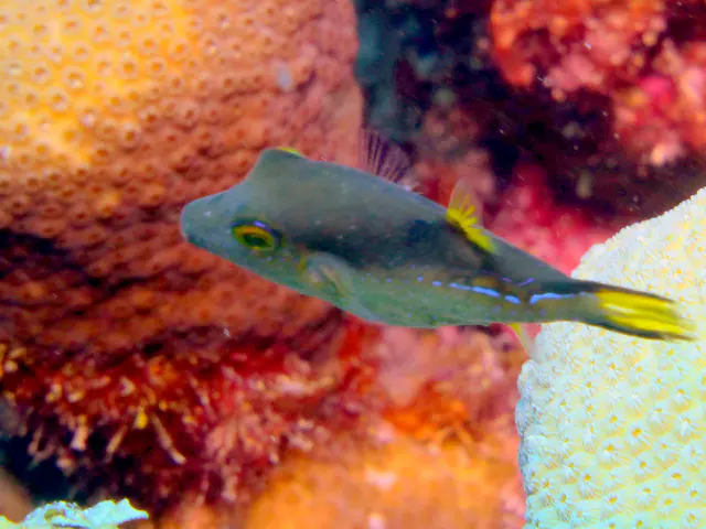 Underwater photograph by Joel Bergsma