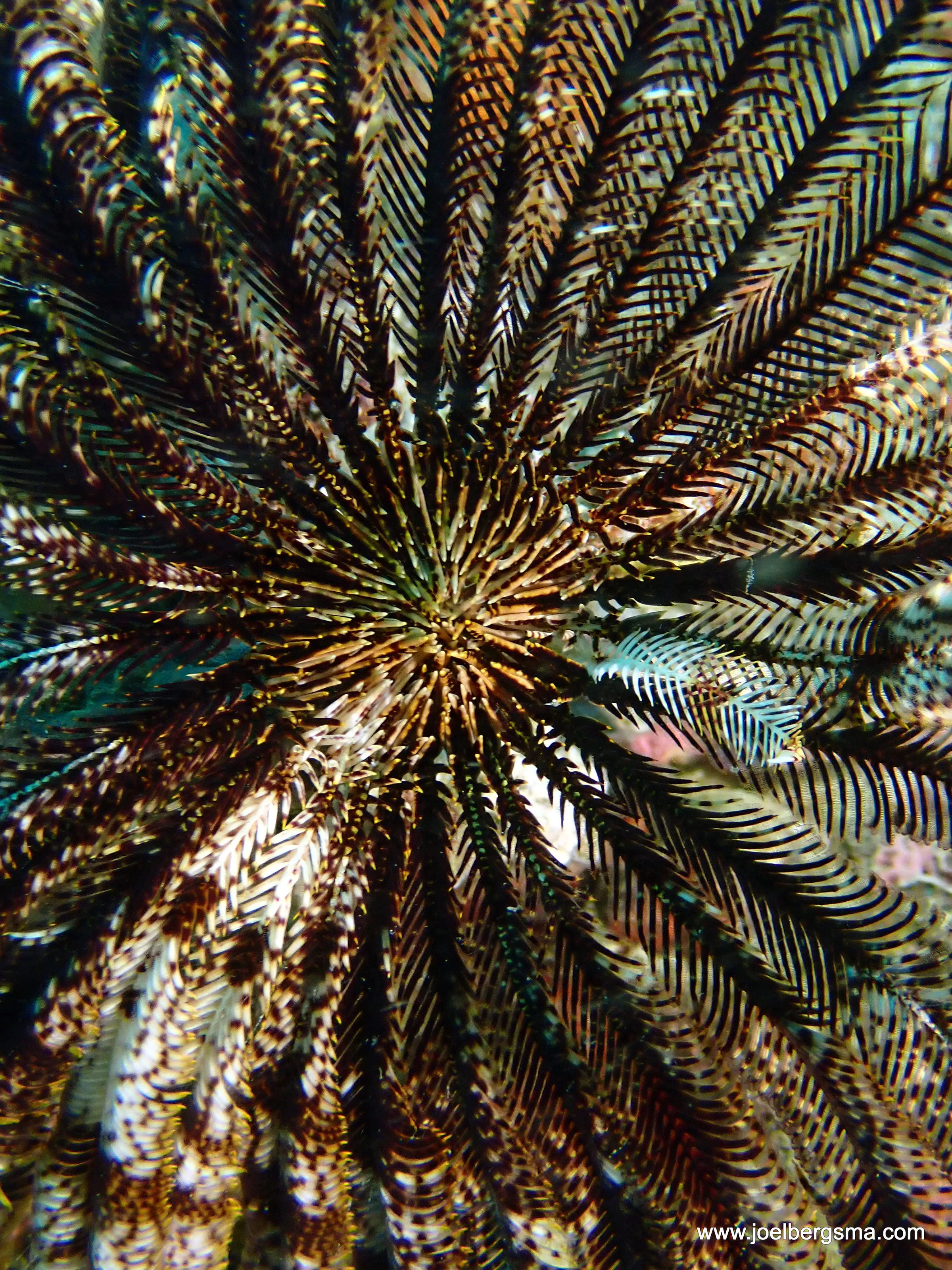 Philippines underwater photograph, 2022
