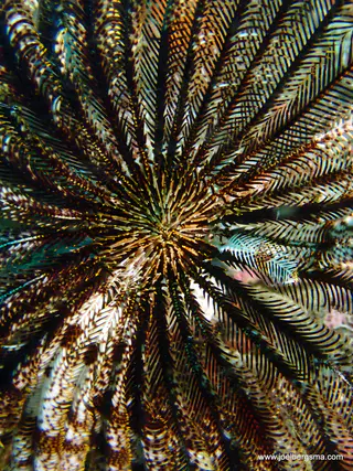 Underwater photograph by Joel Bergsma