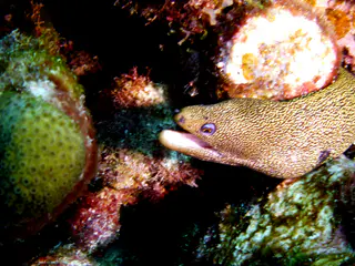 Underwater photograph by Joel Bergsma