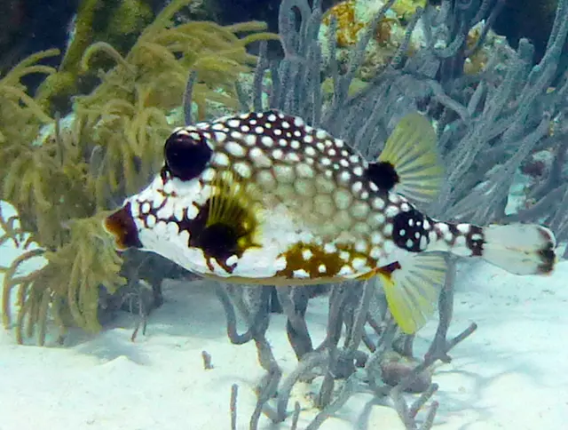 Underwater photograph by Joel Bergsma