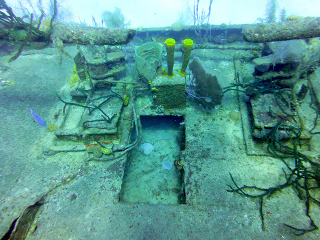 Underwater photograph by Joel Bergsma