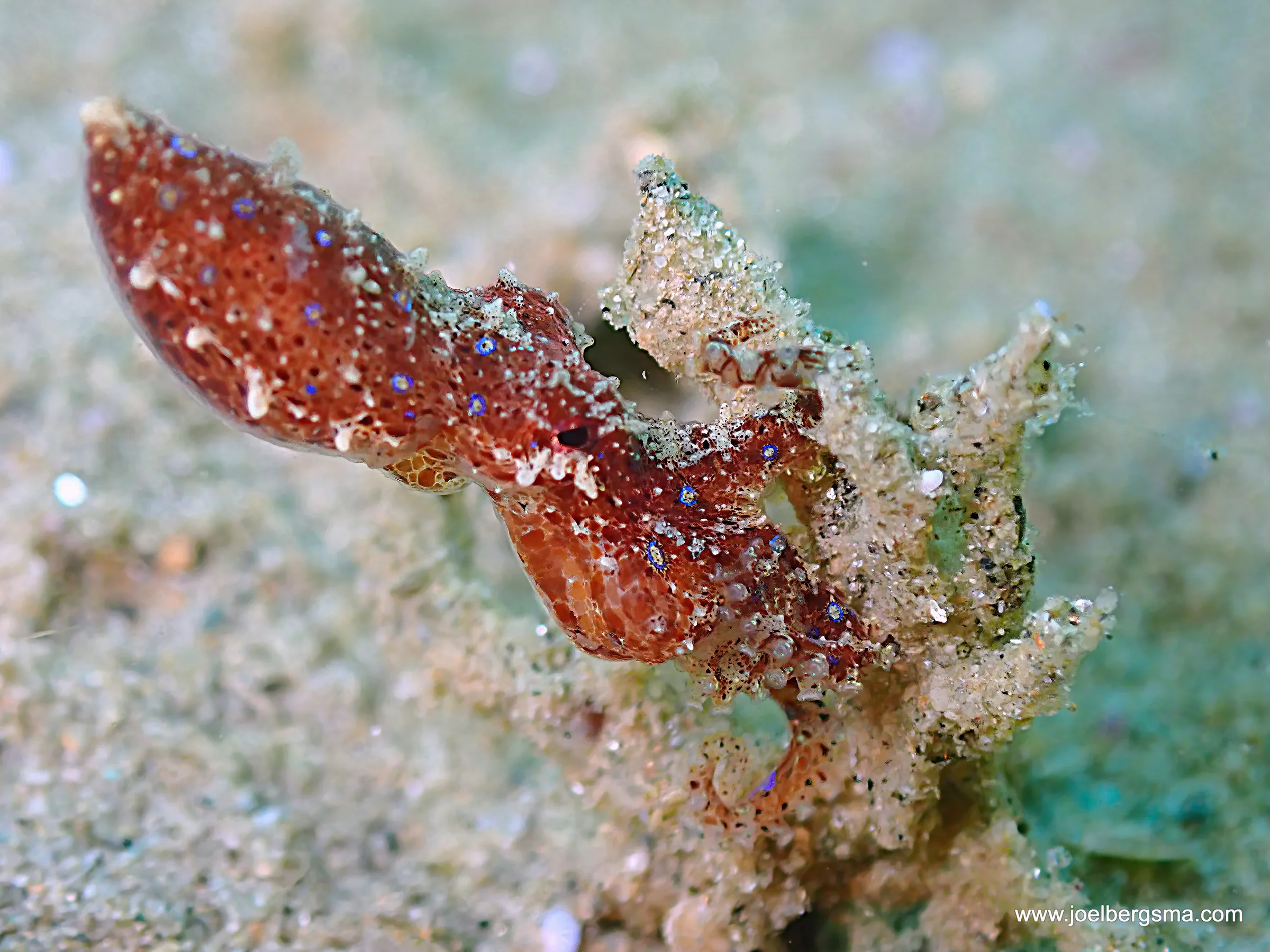 Philippines underwater photograph, 2022