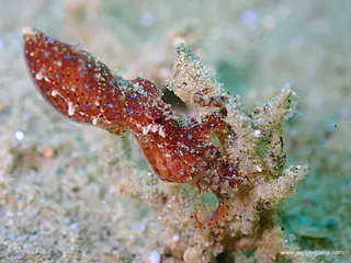 Underwater photograph by Joel Bergsma