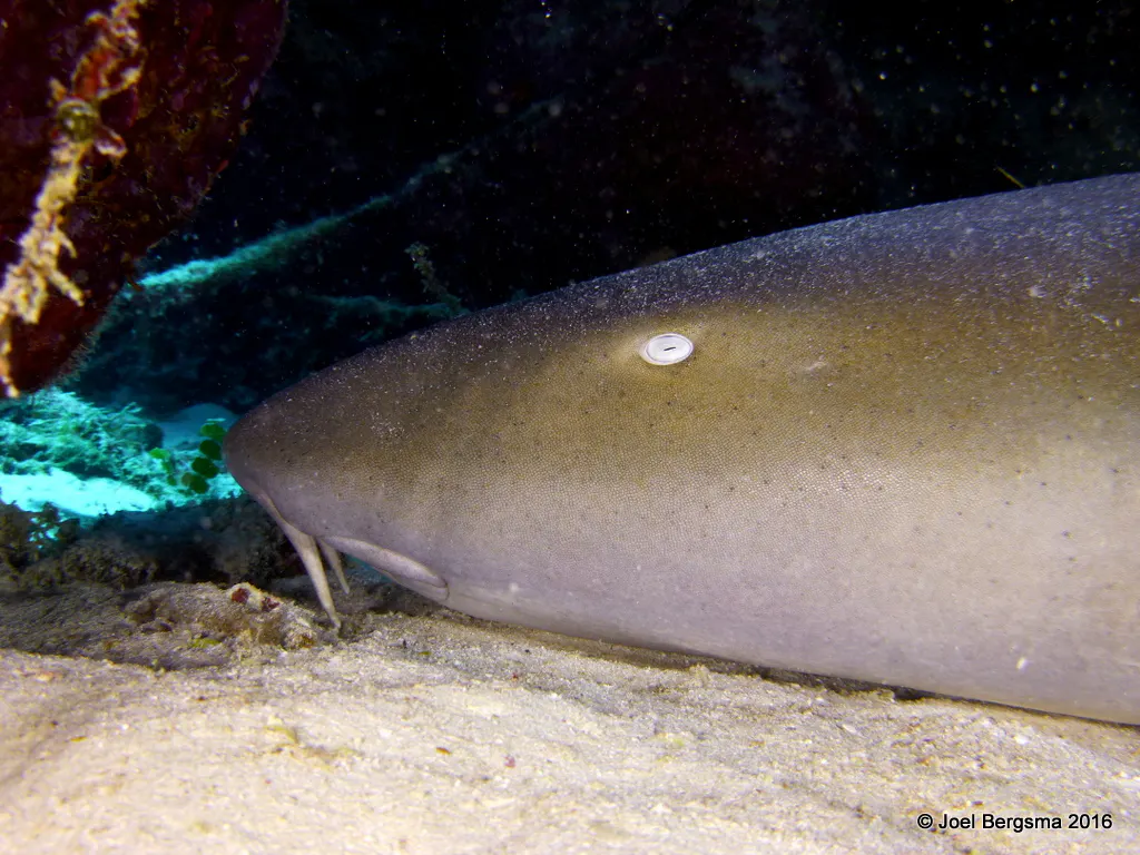 Nurse Shark, Cayman Islands, 2016
