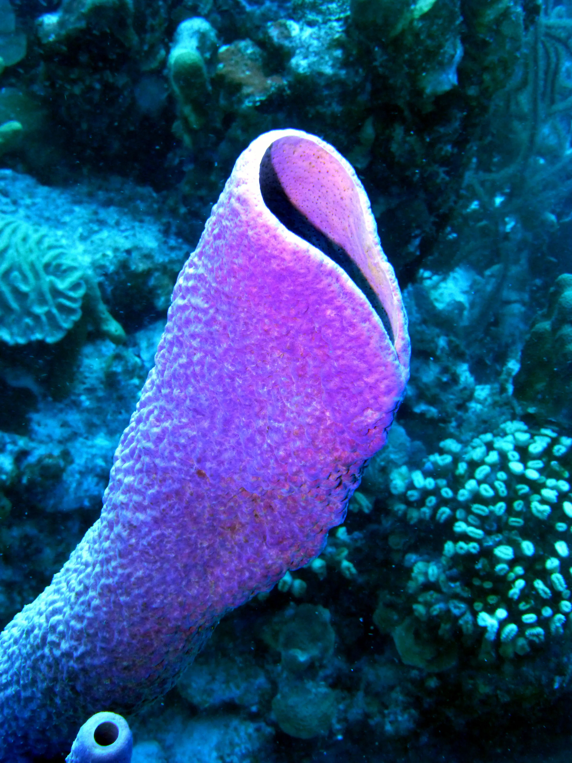 Bonaire underwater photograph, 2013