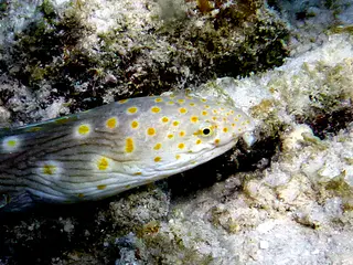 Underwater photograph by Joel Bergsma