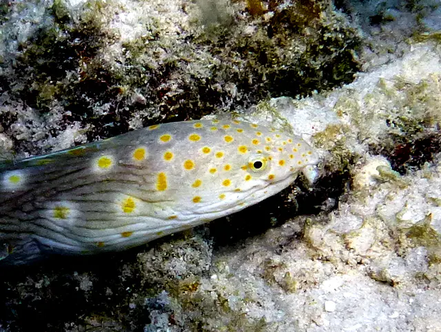 Underwater photograph by Joel Bergsma
