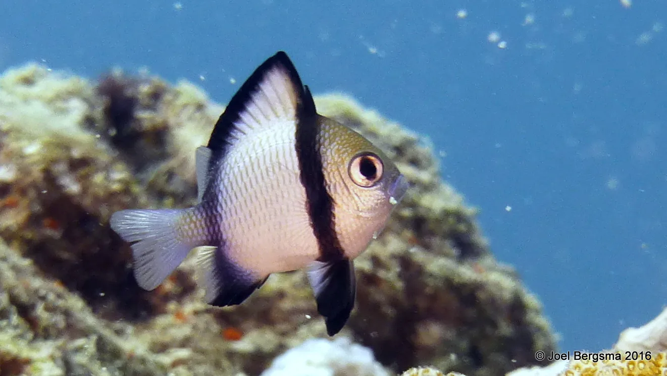 Damselfish, Yap, 2016