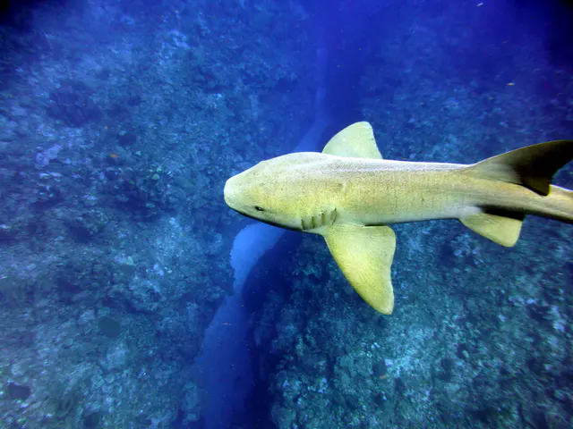 Underwater photograph by Joel Bergsma