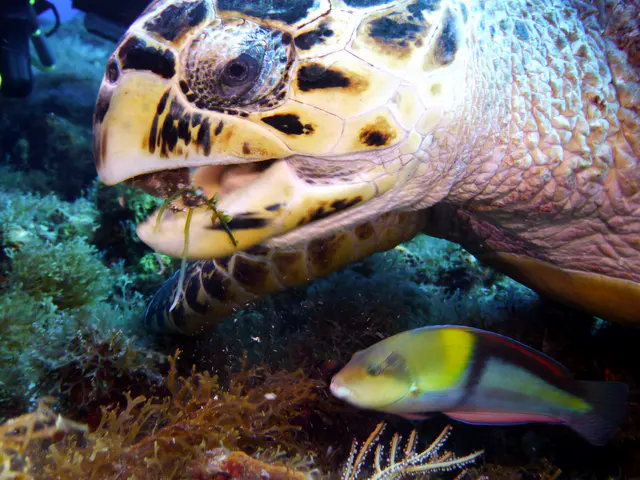 Underwater photograph by Joel Bergsma