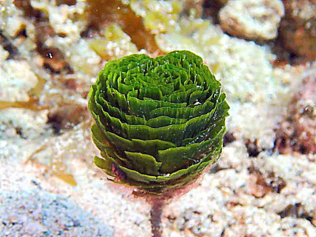 Underwater photograph by Joel Bergsma