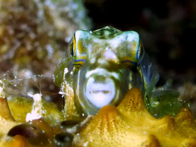 Underwater photograph by Joel Bergsma