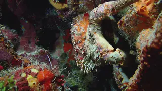 Underwater photograph by Joel Bergsma