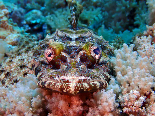 Underwater photograph by Joel Bergsma