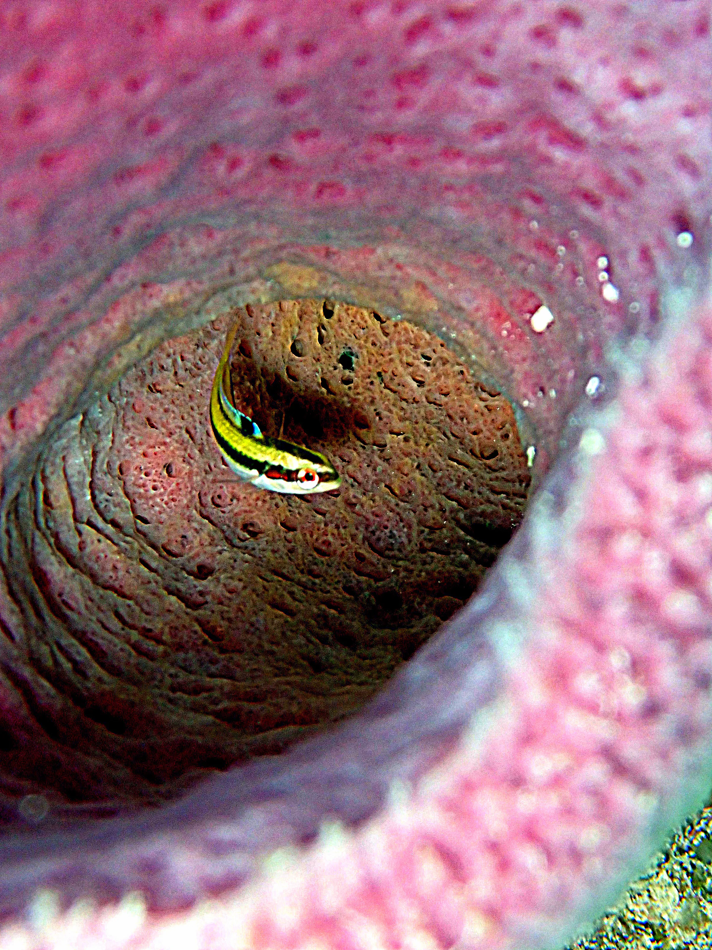 Cozumel underwater photograph, 2023