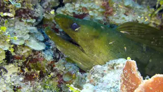 Green Moray Eel