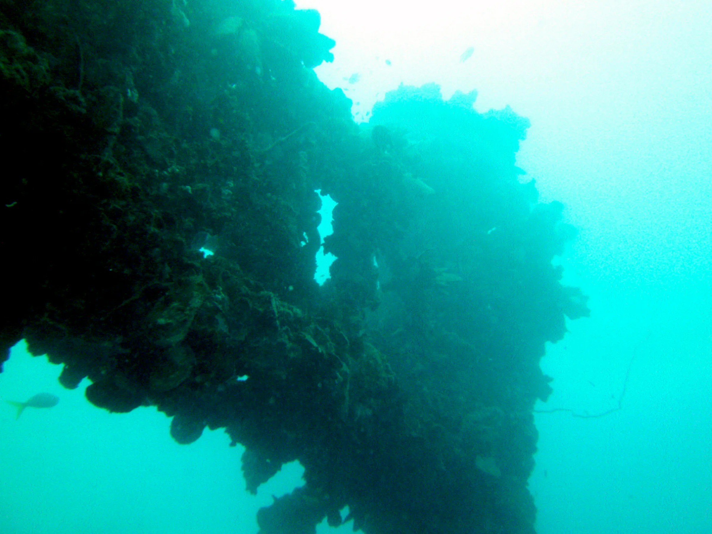 Ship's Upright on the WWII Wreck Nagisan Maru.