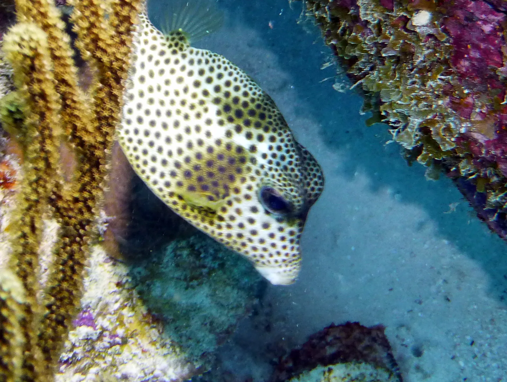 Smooth Trunkfish, Bonaire, 2013