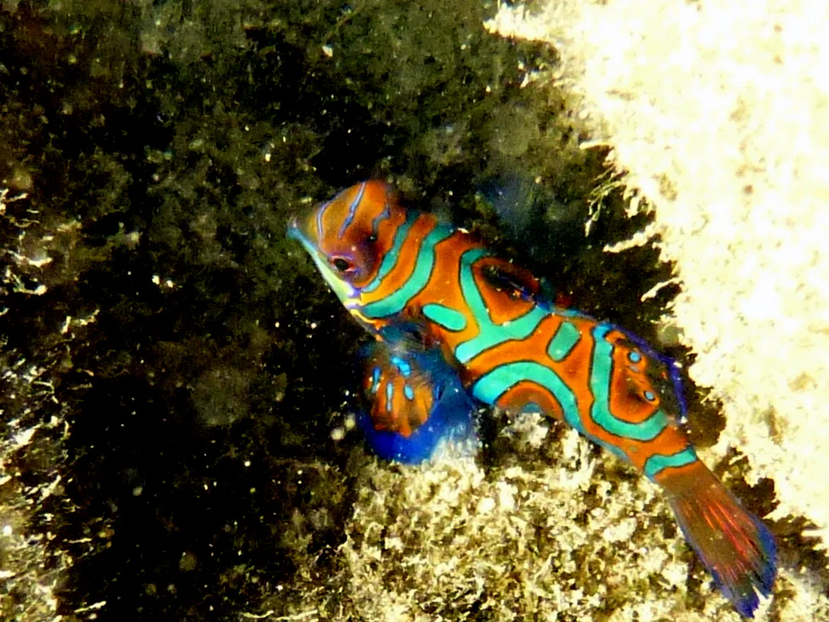 Mandarinfish, Palau, 2013