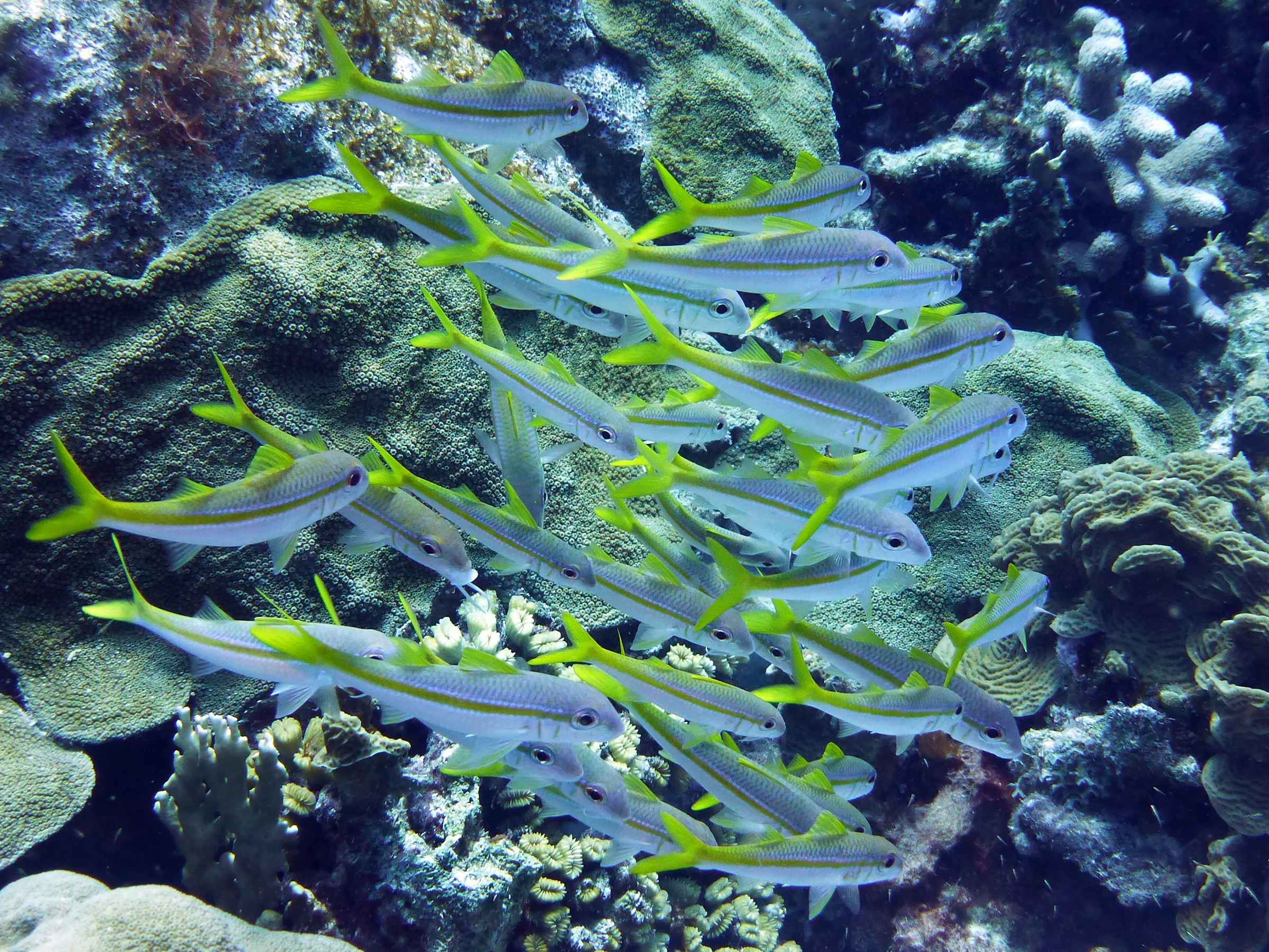 Grunt, Bonaire, 2013