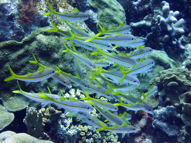 Underwater photograph by Joel Bergsma