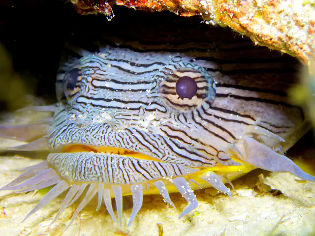Underwater photograph by Joel Bergsma