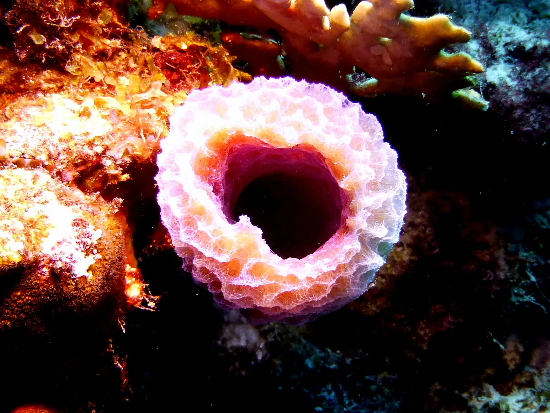Bonaire underwater photograph, 2013