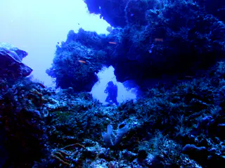 Underwater photograph by Joel Bergsma