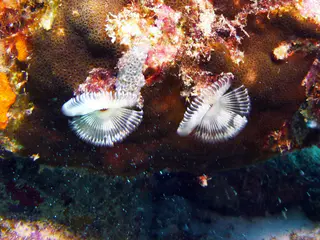 Underwater photograph by Joel Bergsma