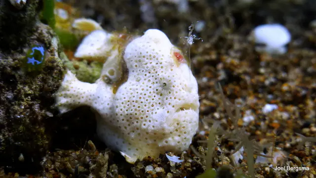 Frogfish with its lure extended!