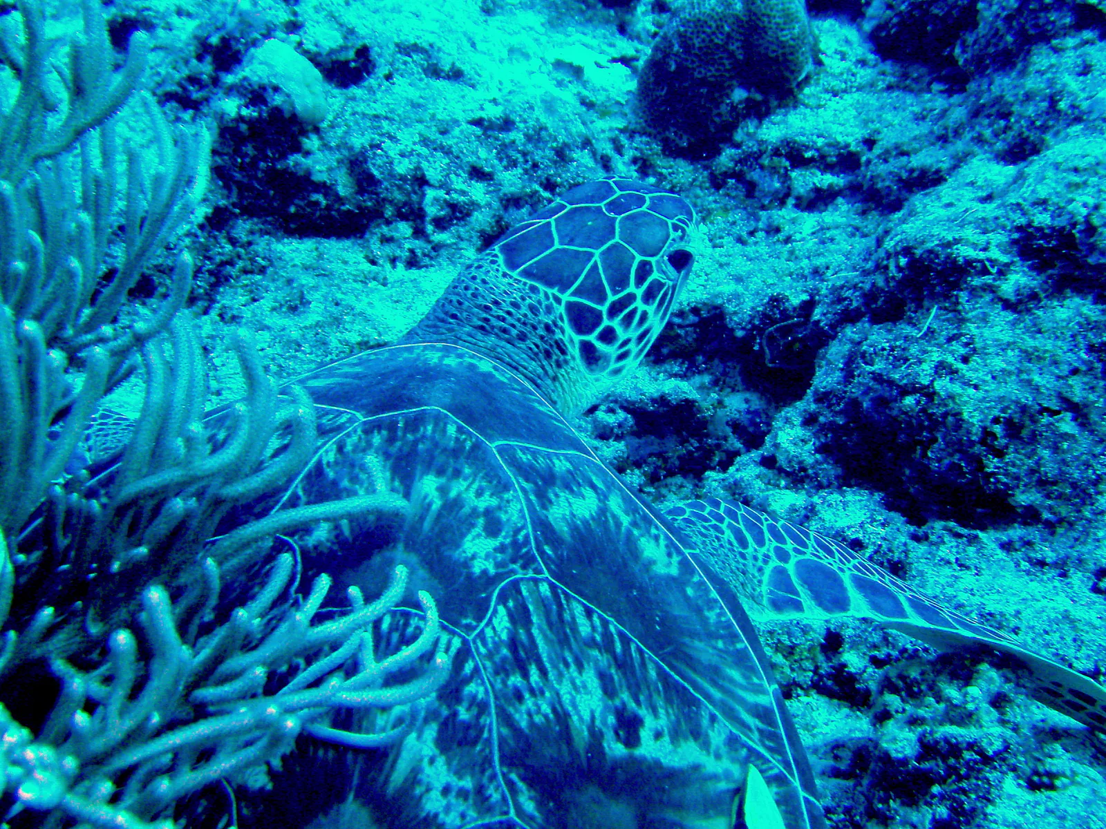 Green sea turtle with a remora hitching a ride on its shell.