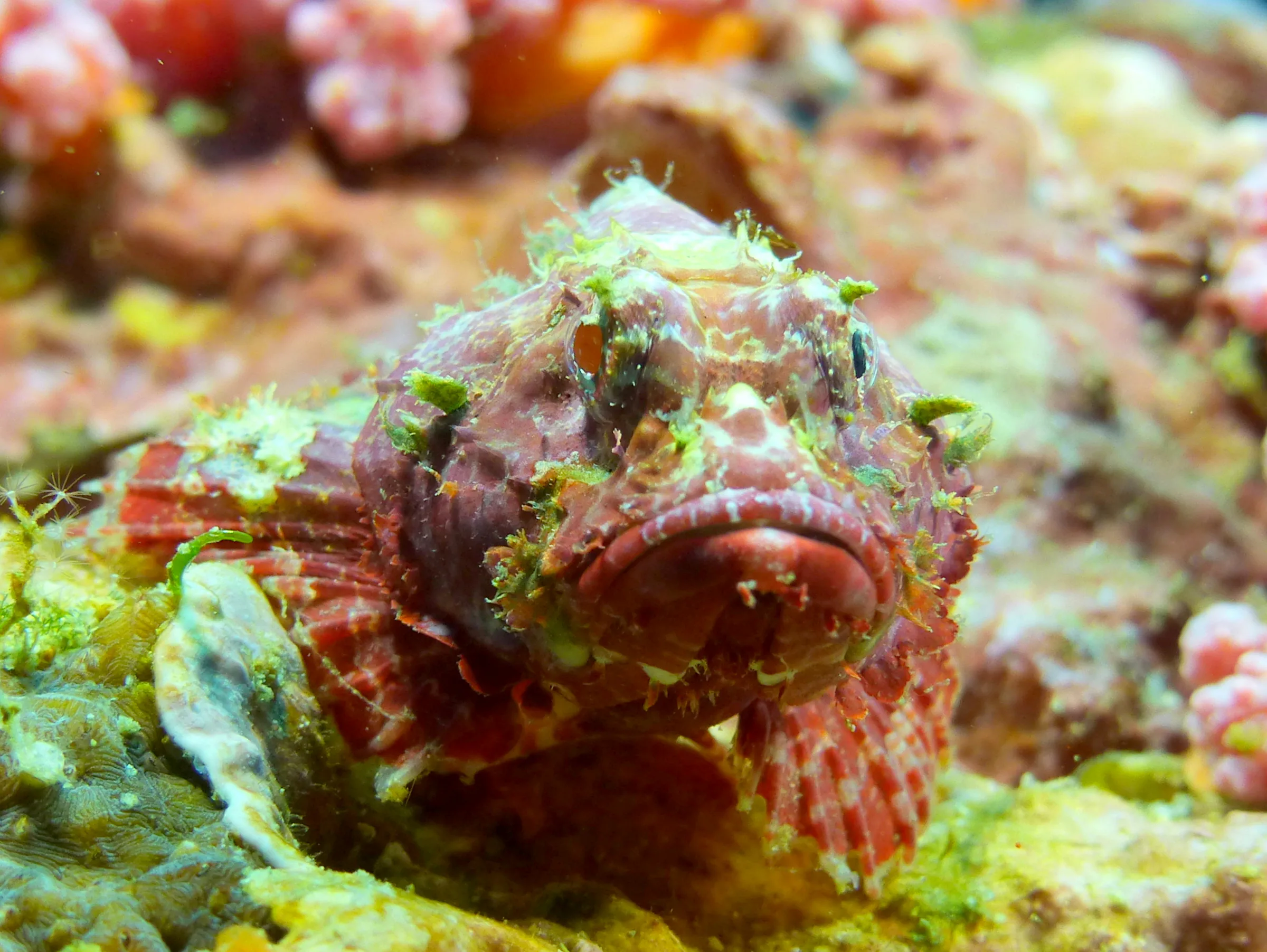 Scorpionfish, Philippines, 2014