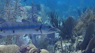 Barracuda