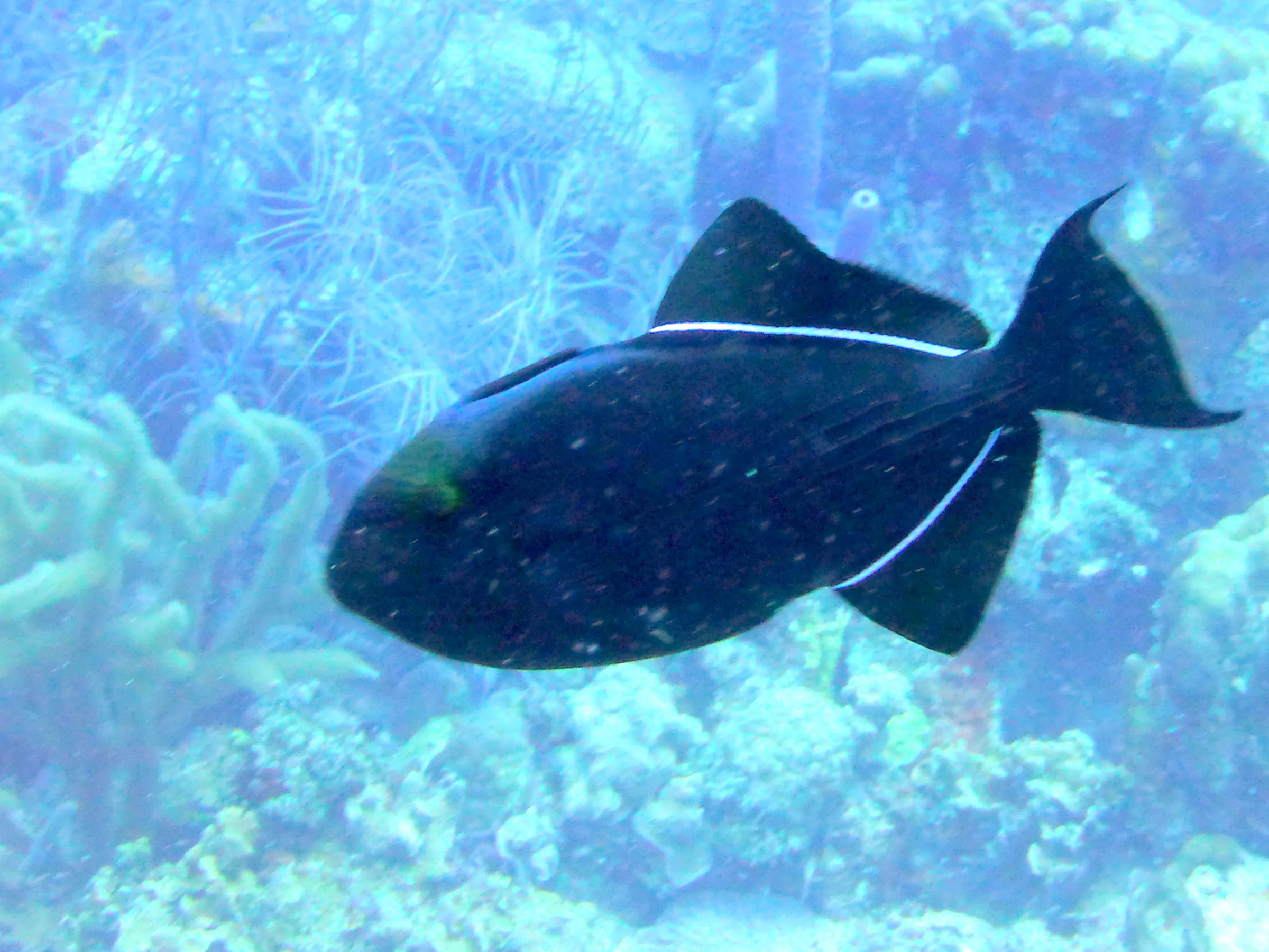 Black Durgon, Bonaire, 2013