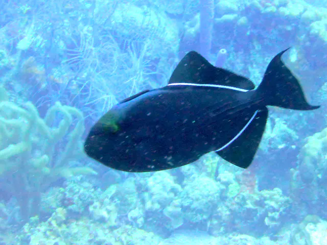 Underwater photograph by Joel Bergsma