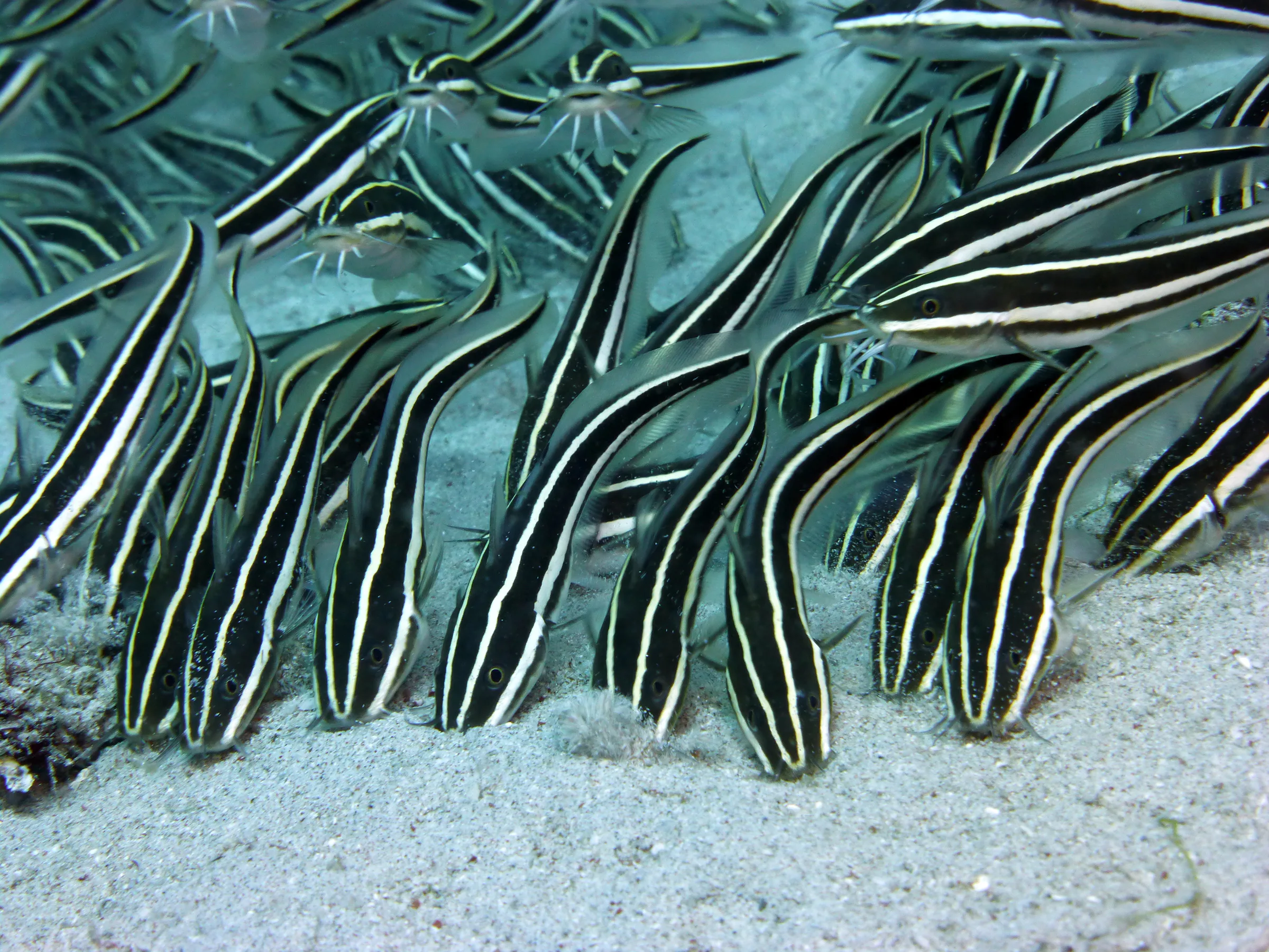 Catfish, Philippines, 2014