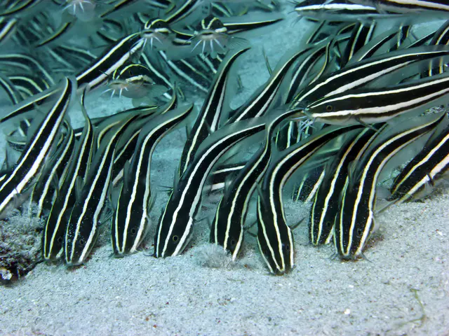 Underwater photograph by Joel Bergsma