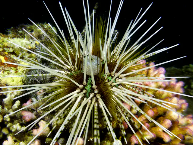 Underwater photograph by Joel Bergsma