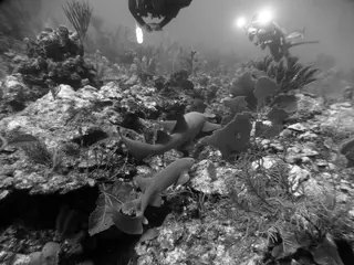 Underwater photograph by Joel Bergsma