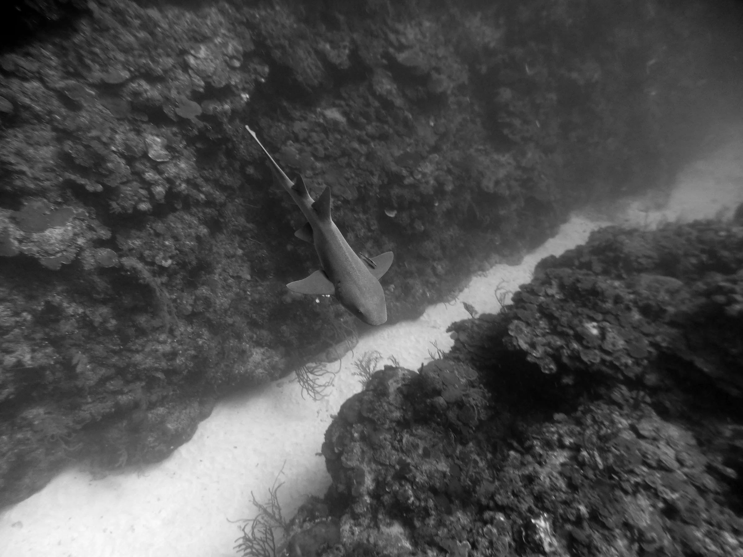 Nurse Shark, Belize, 2017