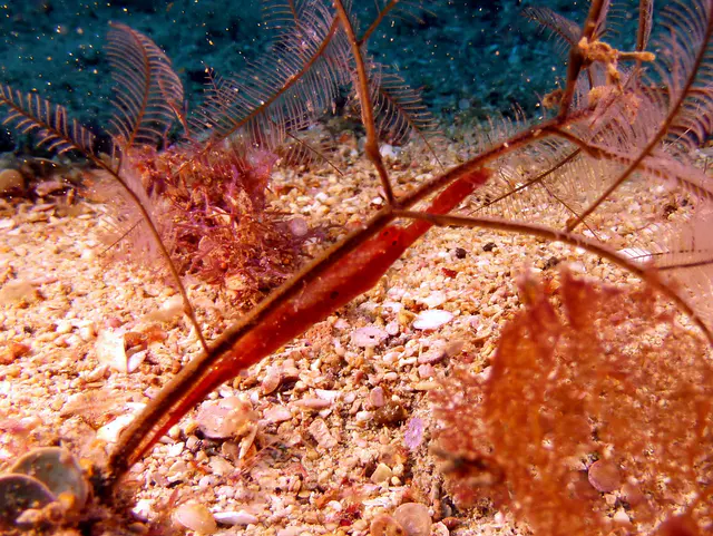 Underwater photograph by Joel Bergsma