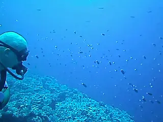 Video - 6 Sharks circle beyond the small reef fish nearby.