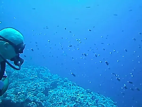 Video - 6 Sharks circle beyond the small reef fish nearby.