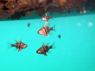 Cardinalfish beneath the floating dock.