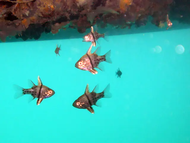 Cardinalfish beneath the floating dock.